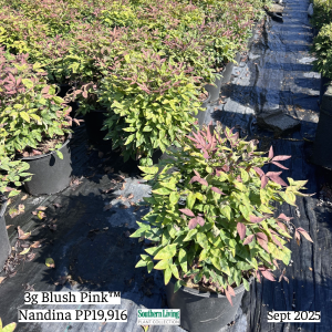 September 2025 3g Blush Pink Nandina Group Website
